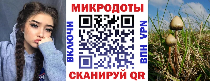 Галлюциногенные грибы Psilocybe  Бежецк 